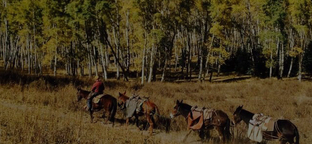A group of riders on horseback traveling through a forested area.