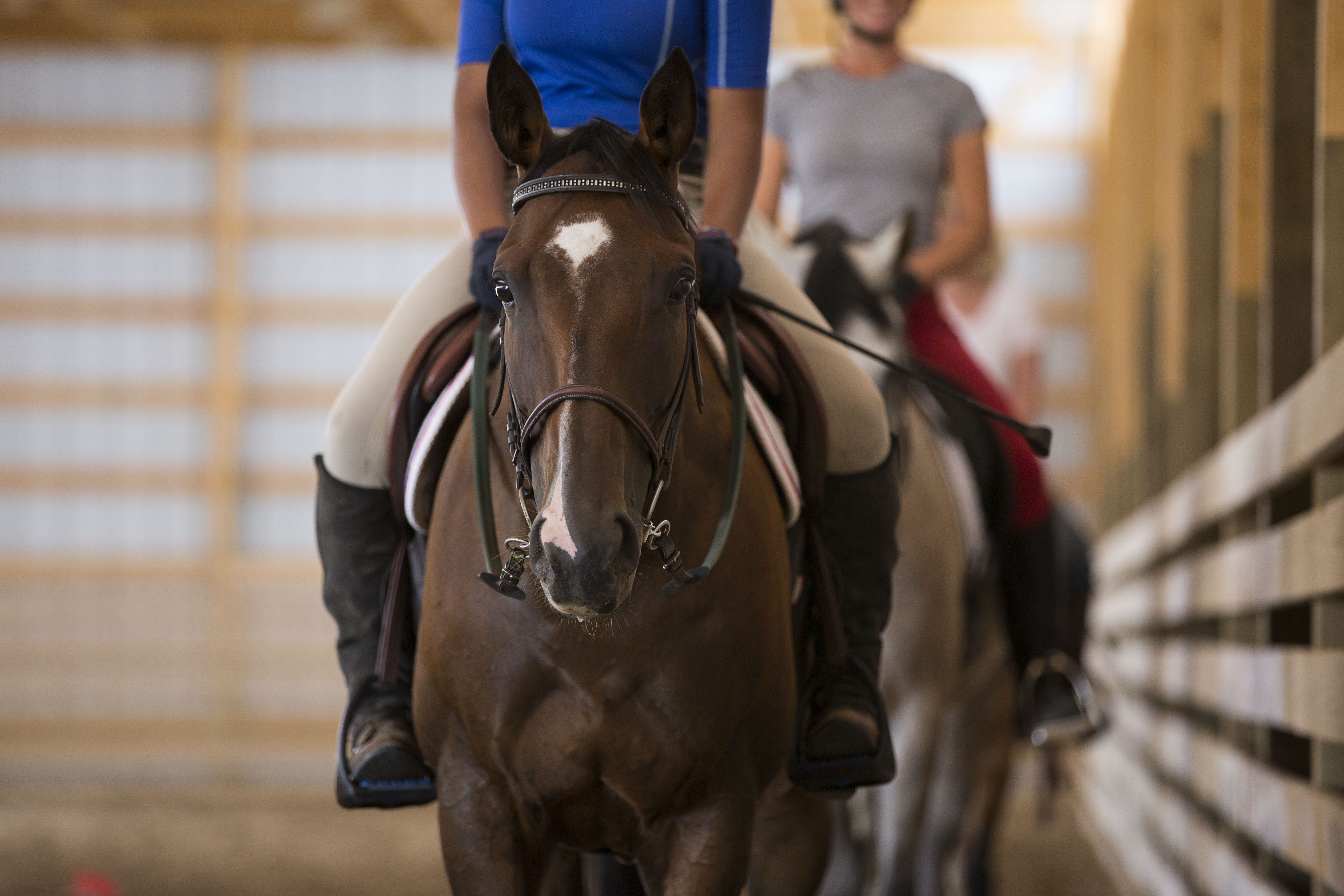 Horse Training Clinics
