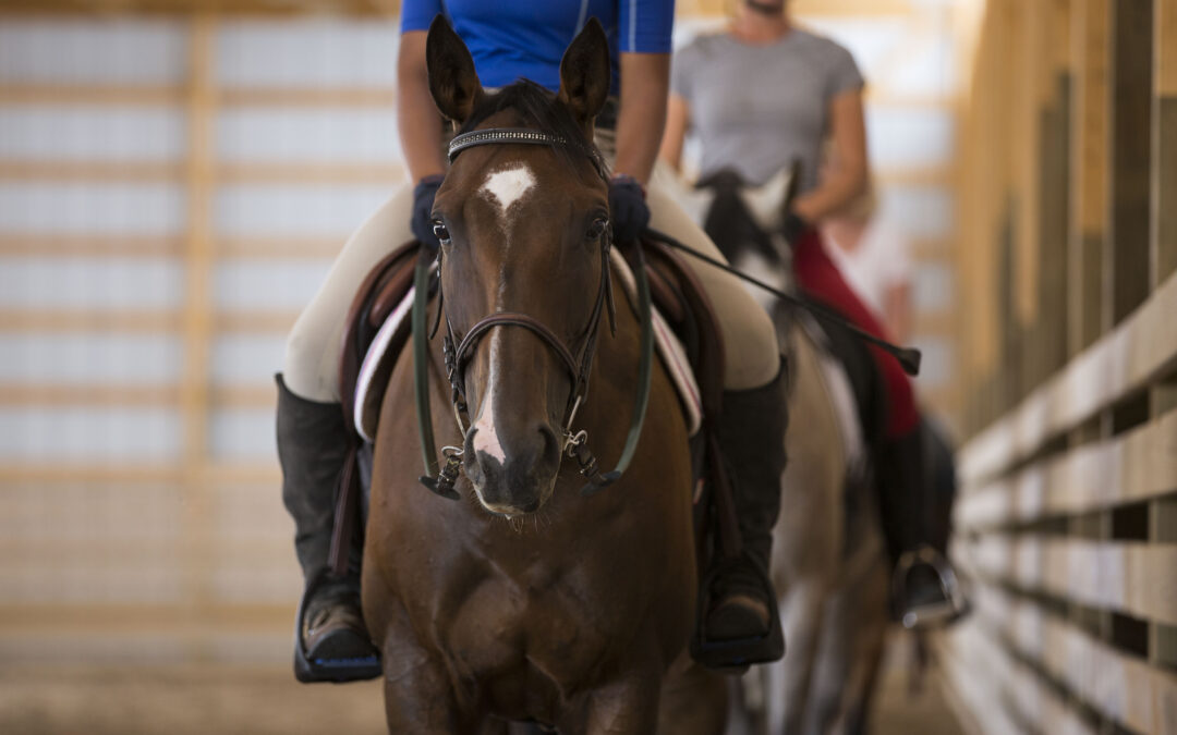 Developing the Young Horse: Patience, Progress, and Purpose