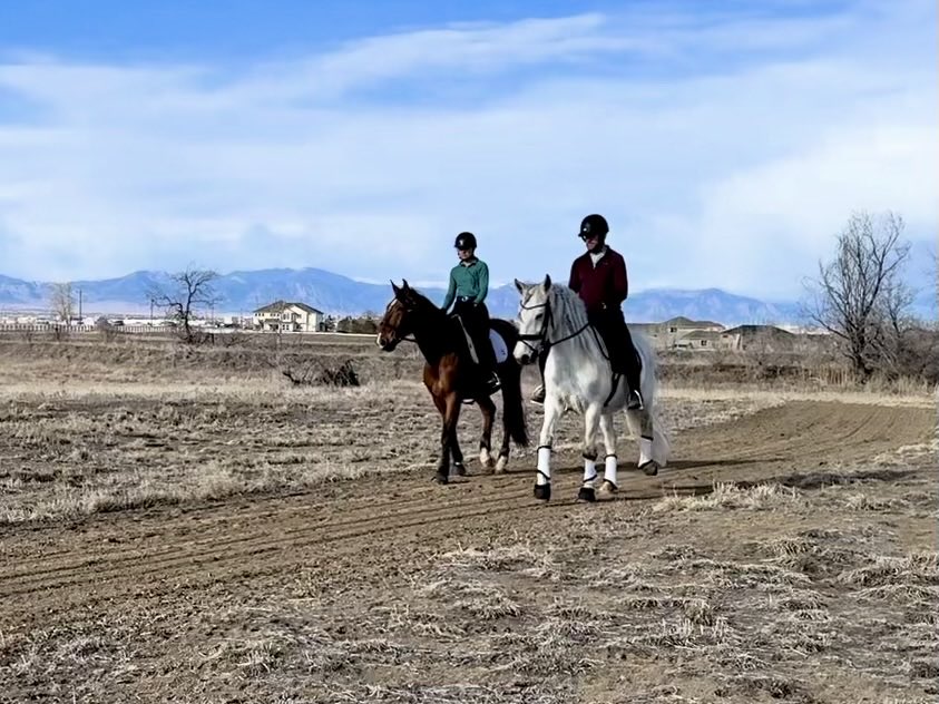 The Role of a Buddy Horse: Building Confidence Outside of the Arena and Knowing When to Go Solo