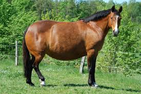 The Other Side of the Weight Equation: Why Managing Your Horse’s Body Condition Matters