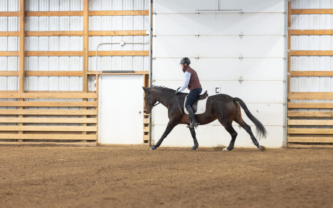 Balancing the Young Horse